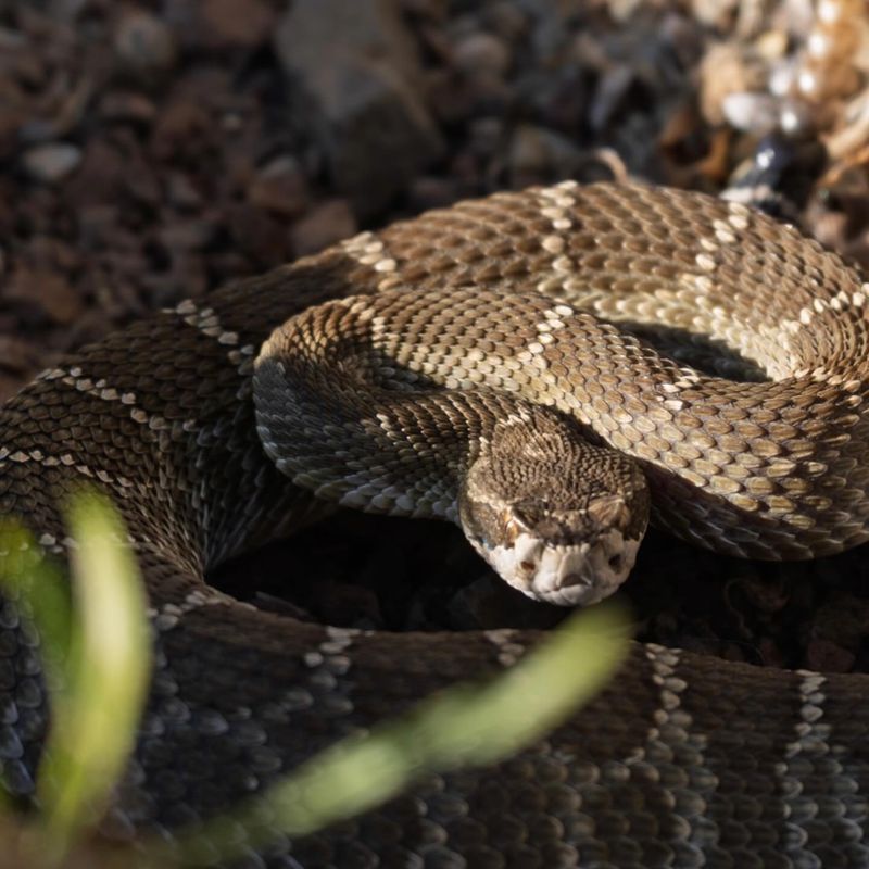 Coiled rattlesnake on desert gravel. Photo by Andrew Crow