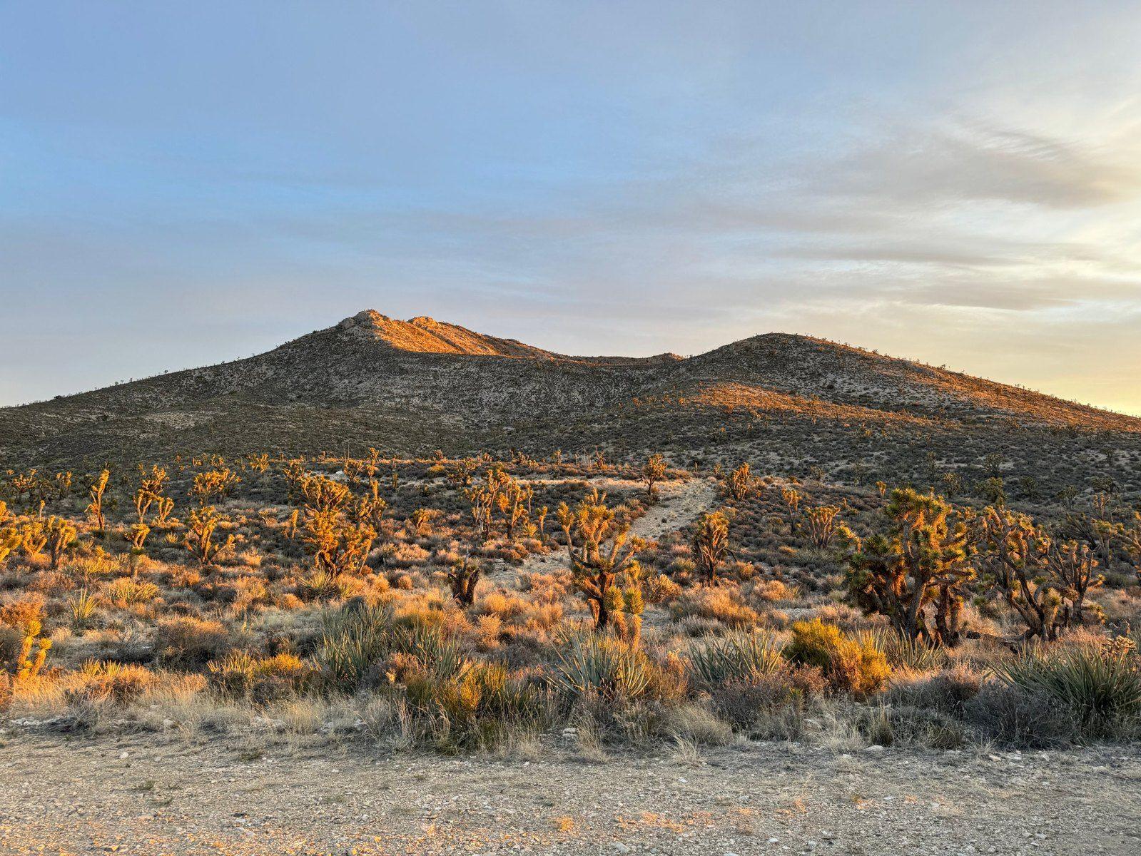 Joshua trees in golden light below a ridge