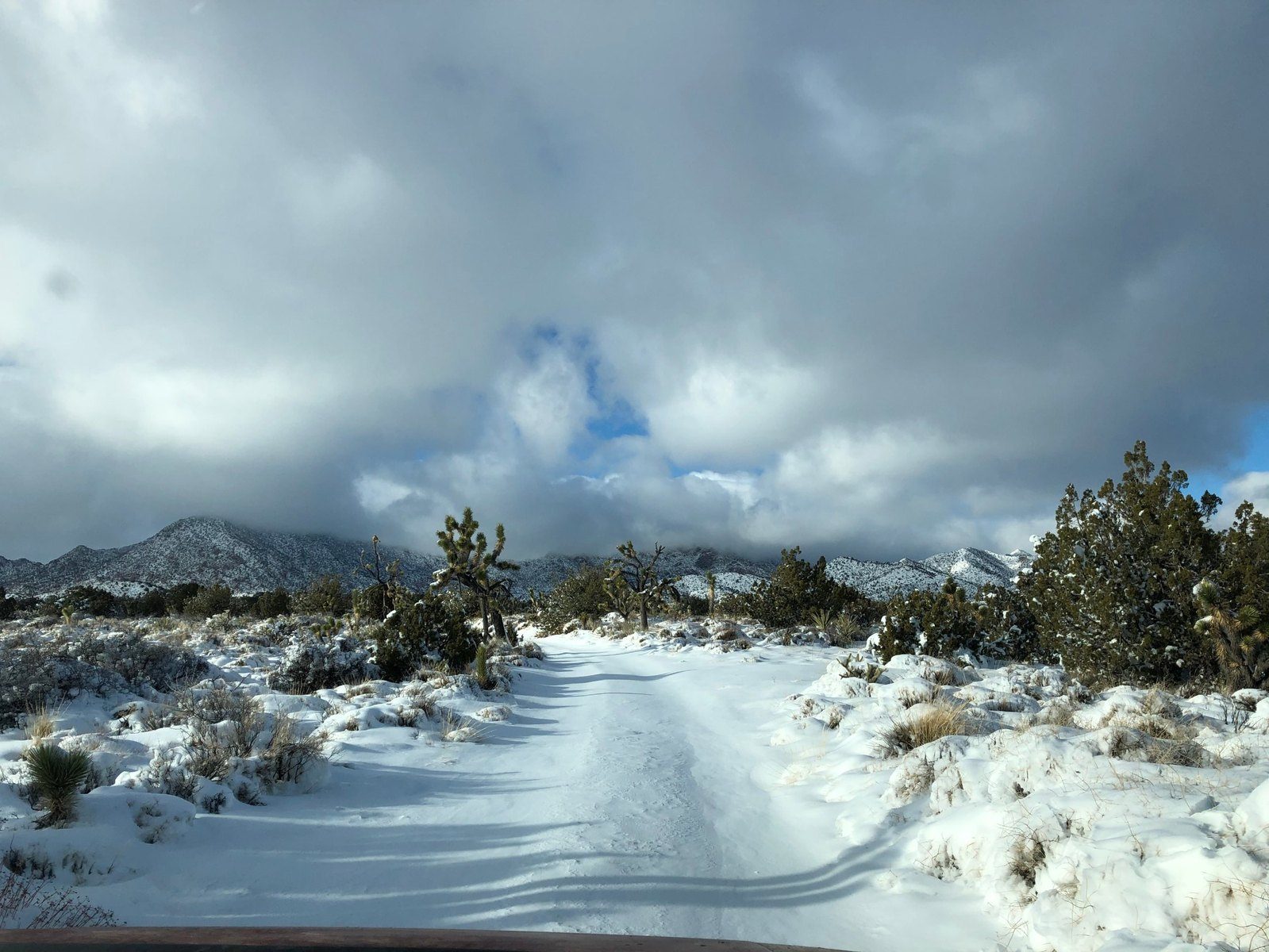 Snow on the Mojave Road through the Joshua trees