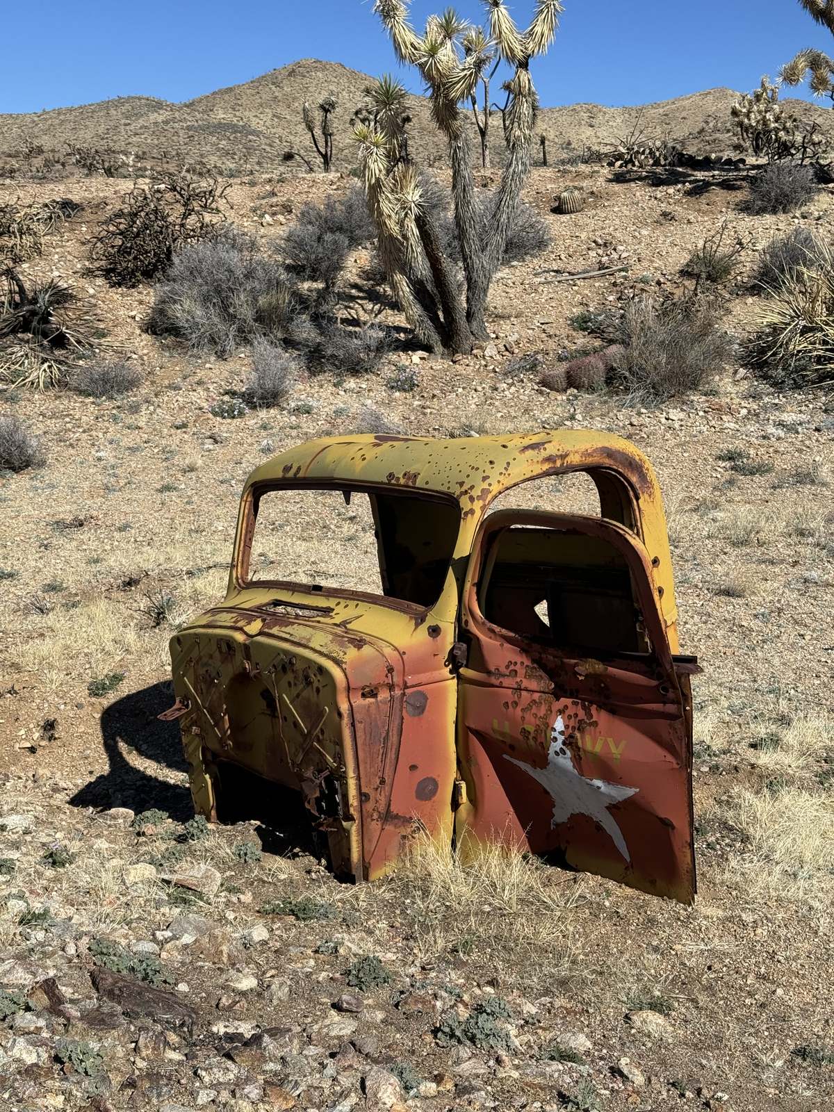 A rusted truck cab among Joshua trees