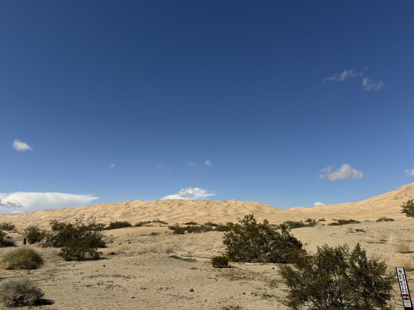 The Kelso Dunes under a blue sky