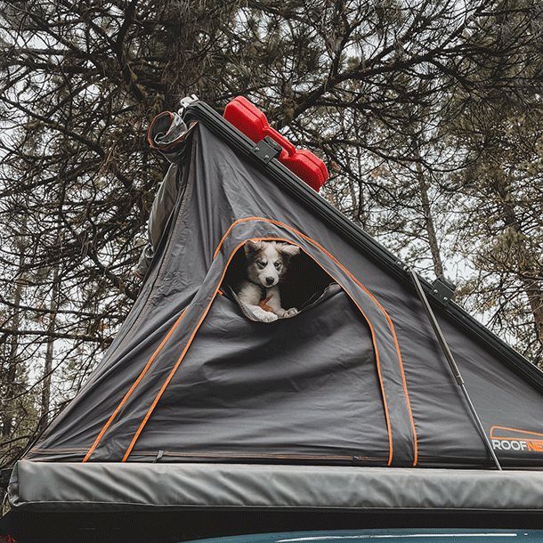 Dog looking out of a rooftop tent